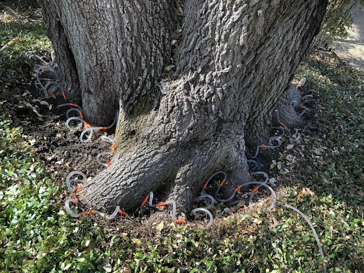 Detailed Tree Cabling and Bracing job site in Fuquay Varina