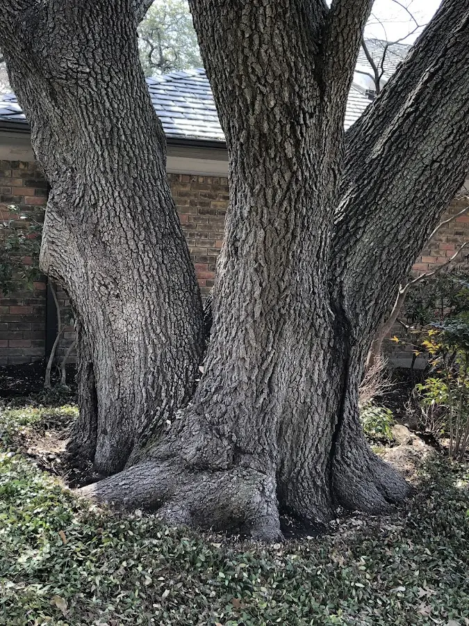 Mature heritage tree close to a Fuquay Varina property cared for by certified arborists